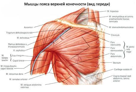 Мускули на рамото