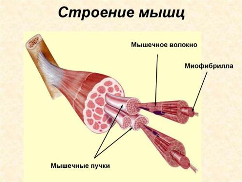 Структурата на мускулите на ръцете