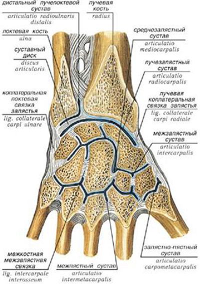 Анатомия на четката