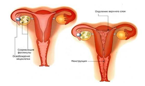 След менструацията, слабината е болна: в каква причина?