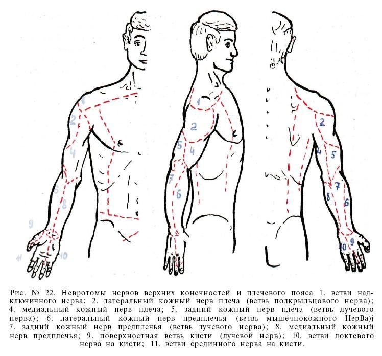Настоящите причини, симптоми и лечение на вертеброгенна (гръбначна) торакология