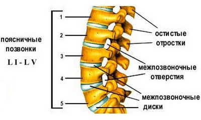 Бандажи за лумбосакралния гръбначен стълб