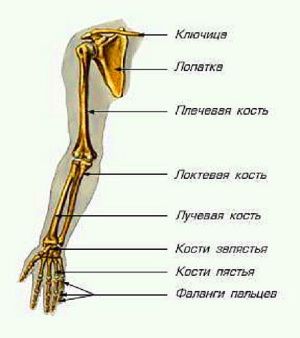 Симптоми, лечение и възстановяване след фрактура на ръката