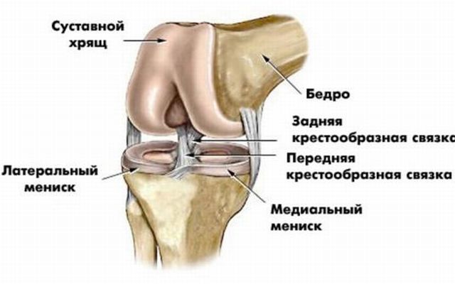 Какво представлява опасната меноскапатия на колянната става и как да я излекувате?