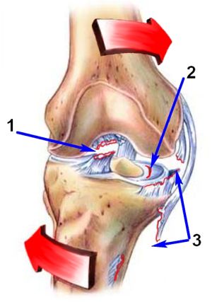 Лечение и рехабилитация след разкъсване на предния кръстосан лигамент на коляното