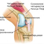 Какво представлява колянната става: лечение, симптоми и признаци