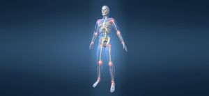 Структура и функция на ставите и костите: детайлна класификация с фото и Видео