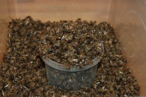 Лечение на ставите с пчелна супа: избор от рецепти и съвети