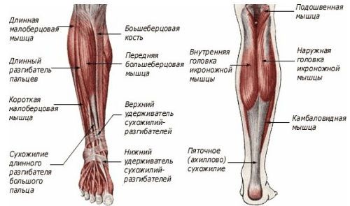 мускули на краката