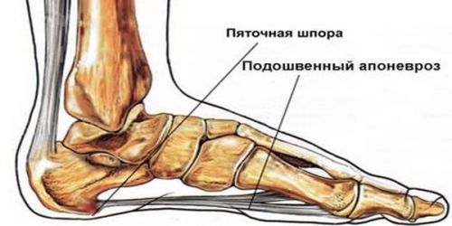 Болка в средата на крака
