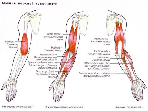 Болка в мускулите над или под лакътя