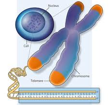Молекула на човешката ДНК. Как функционират гените, какви са РНК, нуклеотидите, синтеза на протеини
