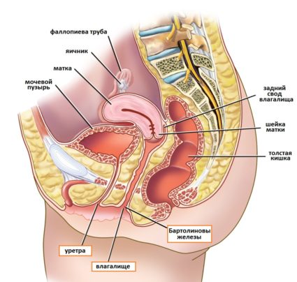 Изследване на ултразвук на тазовите органи и тазобедрените стави при жени