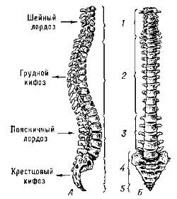 Патологична кифоза на гръдния кош