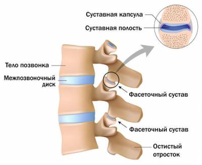 Характеристики на гръбначния синтез на гръбначния стълб