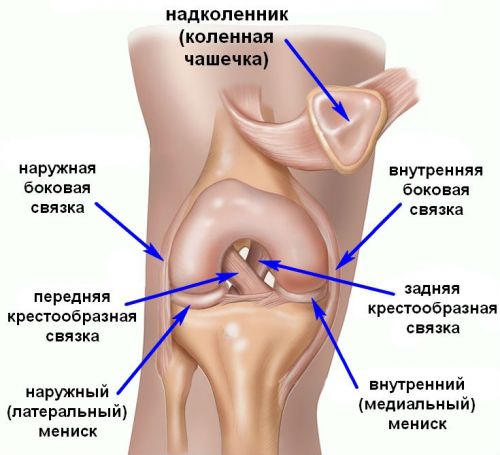 Лигаментна връзка на колянната става