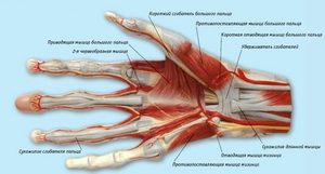 Ръчни карпални сухожилия: анатомична структура, възможни заболявания и тяхното лечение