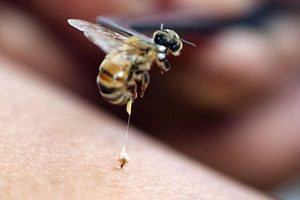 Как пчелите помагат за лечение на гръбначна херния?