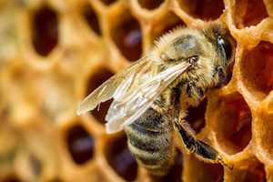 Beespine с херния гръбнак - каква е ползата?