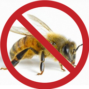 Лечение на междуведомствена херния от пчели - малко помощници