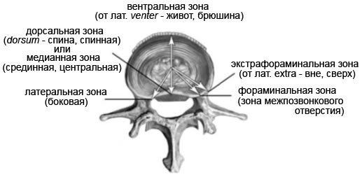 Дърсни (гръбначни) изпъкналости на междузвездни дискове