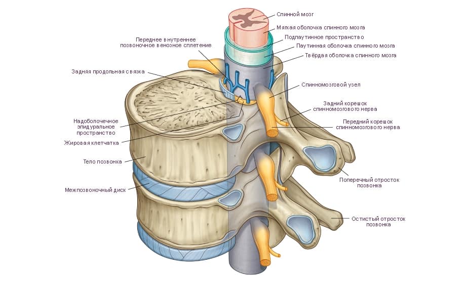 Каква е компресията и деформацията на драстичната торбичка на гръбначния стълб?