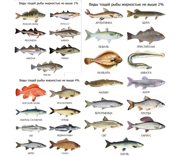 Характеристики на хранене риба за подагра