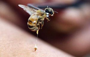 Характеристики на лечението на ставите с пчелни ужилвания