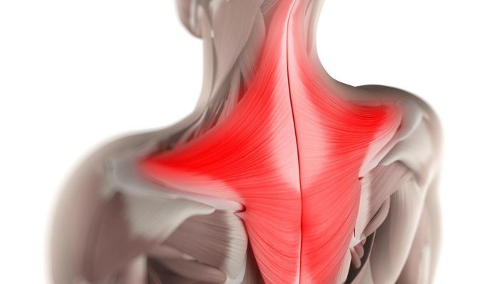 Как да помпате мускулите на гърба в дома?