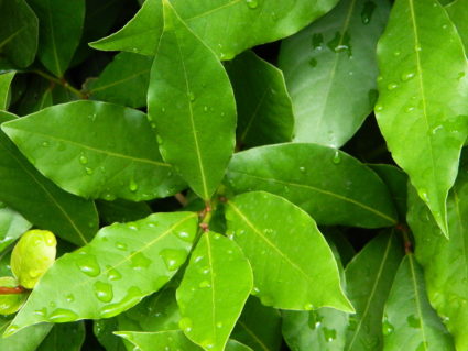 Лечебни свойства на дафинови листа