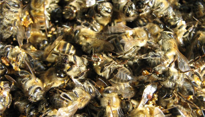 Лечение на ставите с пчелна супа