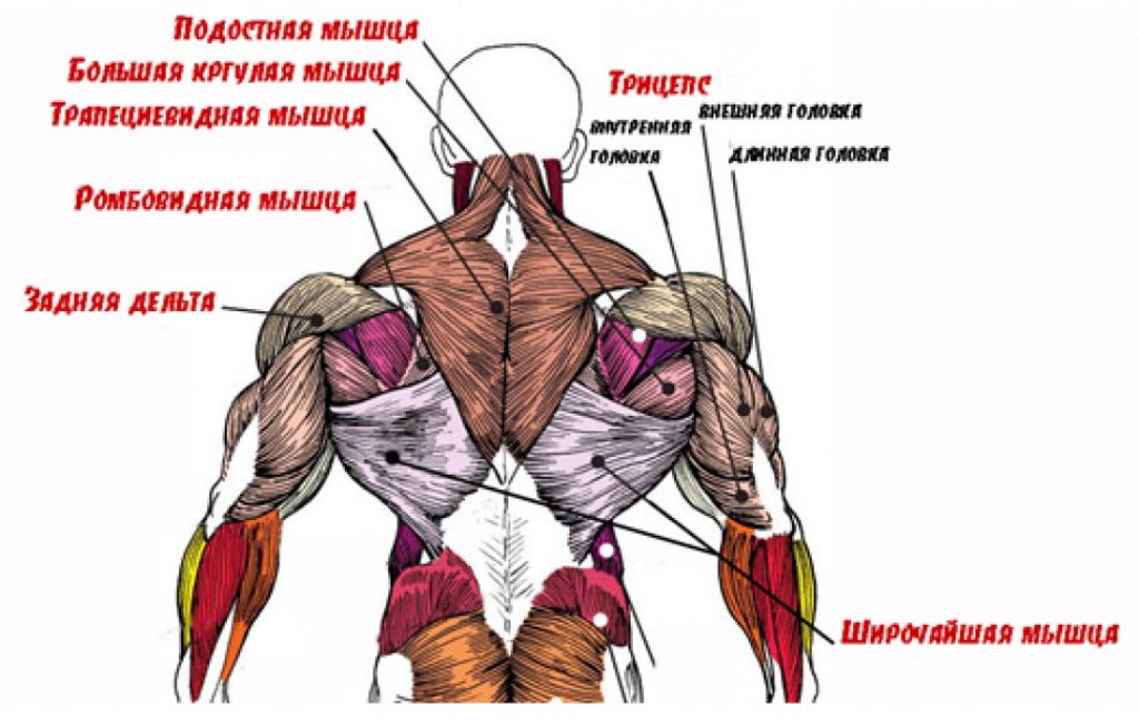 Как бързо да изпомпвате латисимусните мускули на гърба?