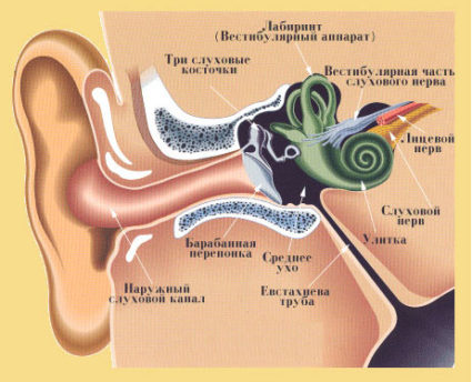 Причините за шума и звъненето в ушите