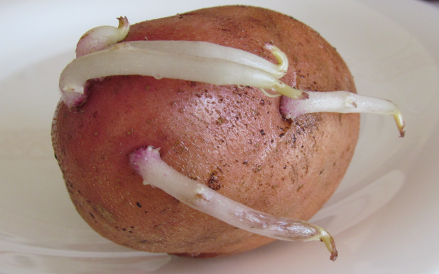Тинктура от картофени кълнове при ставни заболявания