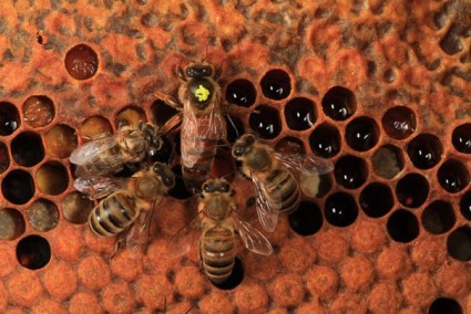 Каква е особеността на лечението с пчелите, кога помага и кога боли?