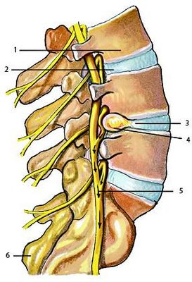 Болката в гърба е причина за болката