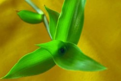 Златни мустаци: полезни свойства на растенията, народни рецепти, как да кандидатствате за лечение на ставите