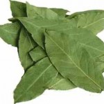 Лечение на ставите с дафинов лист: рецепта за тинктура (бульон), рецензии за почистване