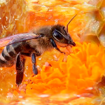 Пчели за лечение на стави: ухапвания и тинктура от мъртви пчели (beespine)