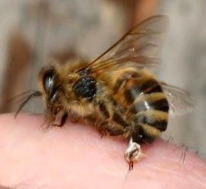 Вирапин: отровата на пчели и кобра, за да помогне на вашите стави и връзки