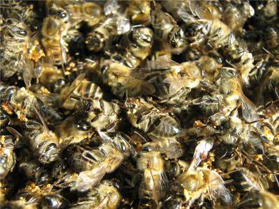 Как можете да използвате пчелни скеле за лечение на стави?