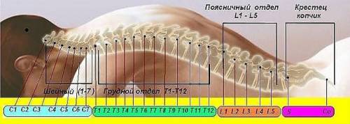 Инжекции при остеохондроза на различни части на гръбначния стълб