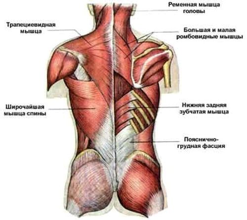 Основните видове масаж на гърба и техниката на неговото прилагане