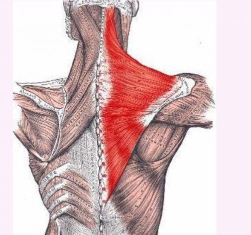 Колко правилно да разтъркате мускулите на гърба?