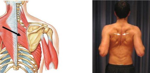 Колко правилно да разтъркате мускулите на гърба?