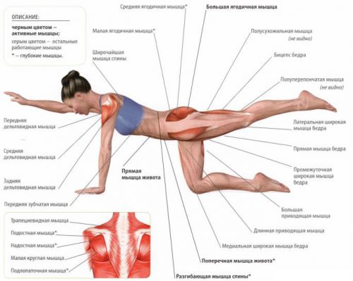 Структура на гръбначните мускули и техните заболявания