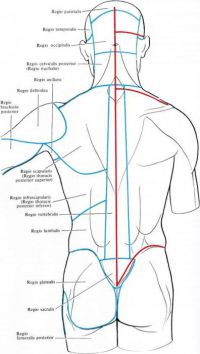Структура на гръбначните мускули и техните заболявания