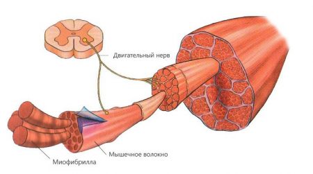 Атрофия на мускулите - основните симптоми и начини на лечение