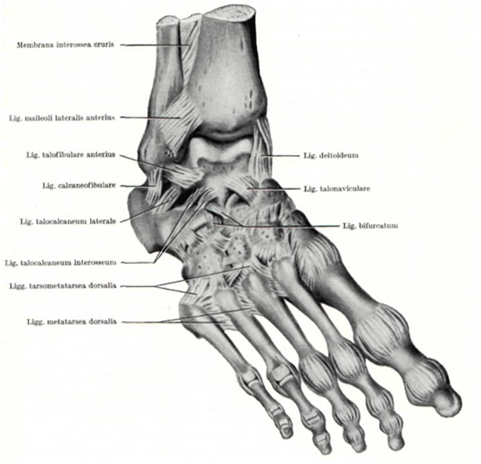 Голеностопный сустав образуют. Голеностопный сустав анатомия строение кости. Связочный аппарат голеностопного сустава. Дельтовидная связка голеностопного сустава анатомия. Связочный аппарат голеностопного сустава анатомия.