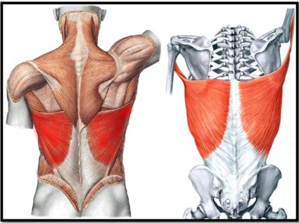 Анатомия и структура на гръбначните мускули